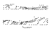 Cortes Qda de Huamahuaca a la altura de Tilcara.gif (26233 bytes)