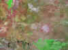 wpe21.jpg (138544 bytes)