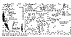 evol famatiniano puna.gif (47392 bytes)