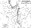 los patillos.gif (45890 bytes)