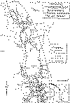 wpe5.gif (74125 bytes)