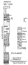 wpe3.gif (22873 bytes)