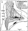 secciones tectonicas.gif (23327 bytes)