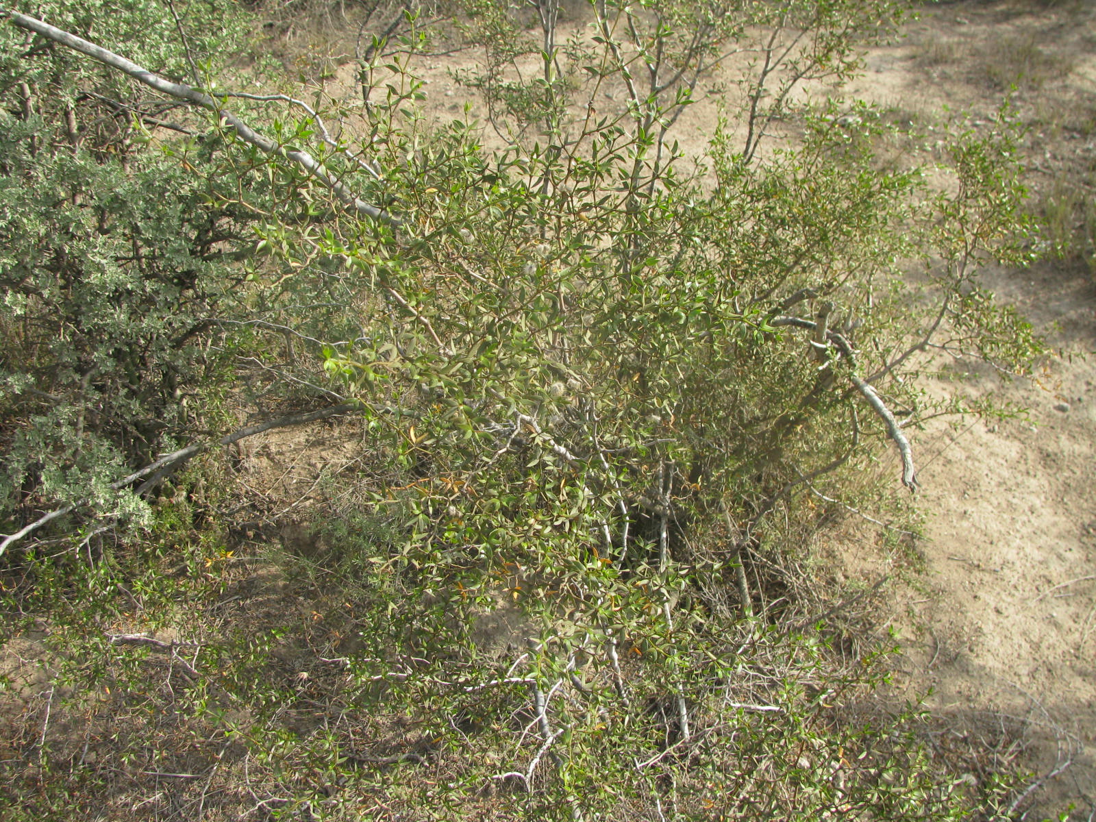 Jarilla