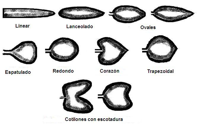 CotiledonSpanish