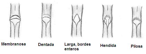 ligulasSpanish