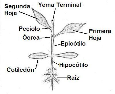 latifoliadas