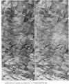 Esq and cord.jpg (180874 bytes)