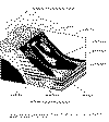 Facies de talud Suri.gif (20977 bytes)