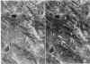 Gneiss.jpg (96300 bytes)