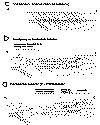 evol.gif (30455 bytes)