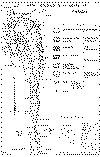 mapa geologico de la Sierra de Paimam.gif (34014 bytes)